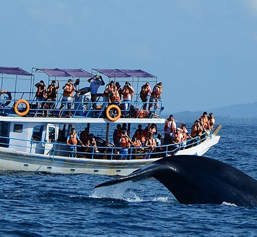 Product Description Image